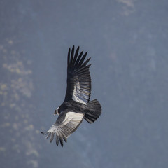 Condor in flight