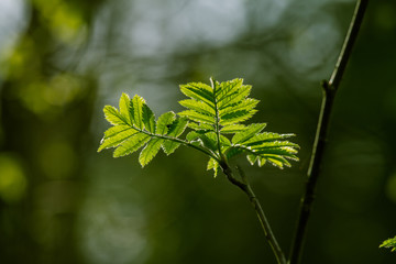 Beautiful rowan tree leaves in spring in natural habitat