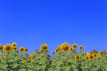 Sunflowers is a recognized worldwide for its beauty, it is also an important source of food. Sunflower seeds are enjoyed as a healthy, tasty snack and nutritious ingredient to many foods
