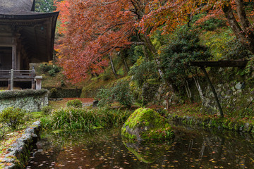 Japanese garden in Autumn season