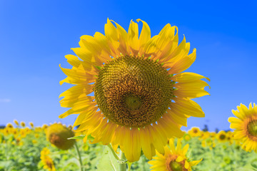 Fototapeta premium Sunflowers is a recognized worldwide for its beauty, it is also an important source of food. Sunflower seeds are enjoyed as a healthy, tasty snack and nutritious ingredient to many foods