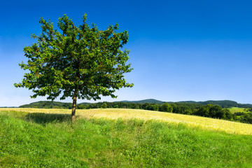 Fototapeta na wymiar Schöne grüne Landschaft vor blauem Himmel