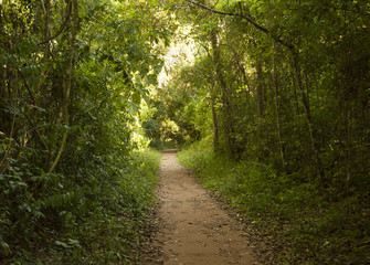 Fototapeta premium Camino