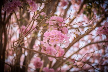 Tabebuia rosea is a Pink Flower neotropical tree