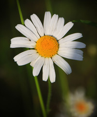 Obraz premium Daisy