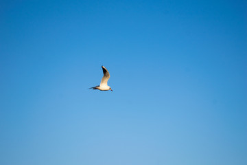 Gull flying alone on the sky