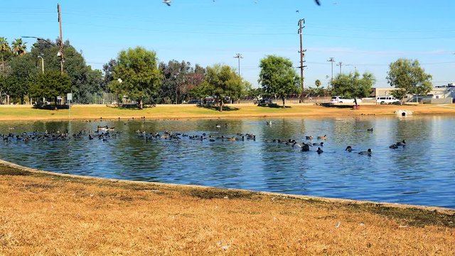 Time lapse of birds flocking together in a residential park lake shows how they propel across the water and behave when frightened..