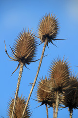 Teasels