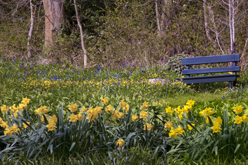 Obraz premium Seat amongs the daffodils