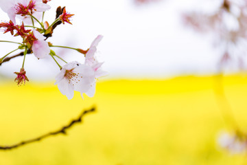 桜の花と菜の花畑