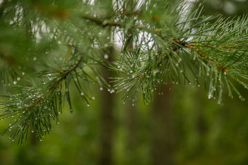 Fototapeta na wymiar Beautiful pine tree in natural habitat