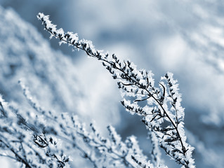 Hoarfrost on the plant close up. Winter season.