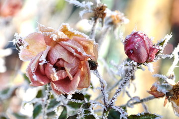 Frozen Rose