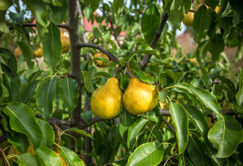 Two ripe juicy pears hanging on a branch in the orchard