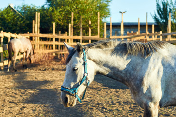 A lone white horse. Luxury groomed thoroughbred horse graze and eat hay. Beautiful horse with a...