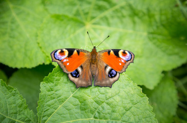 Beautiful butterfly sitting on a green leaf, top view