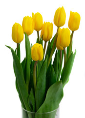 fresh yellow tulips with green leaves bouquet close up isolated on white background