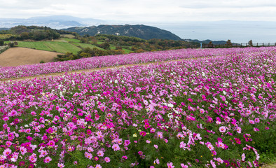 Cosmos flower farm