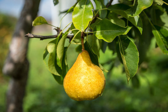 Yellow ripe pear hanging on a branch in the morning