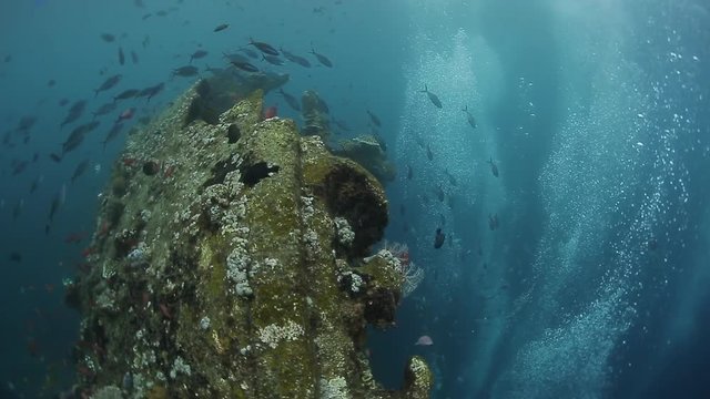Set of underwater footages of the USAL Liberty shipwreck with corals and fishes. Bali, Indonesia.