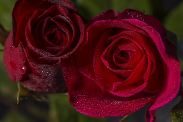 close up red rose and water droplet