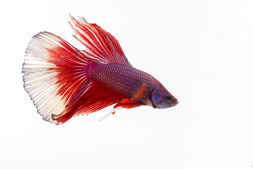 The Siamese fighting fish, also sometimes colloquially known as the Betta is one of the most popular aquarium fish, and has been part of the hobby for a very long time