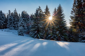 Winter spruce forest with sun and blue sky