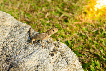 lizards,chameleon,chameleon on stone