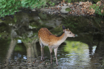 Wild deer in nara city Japan