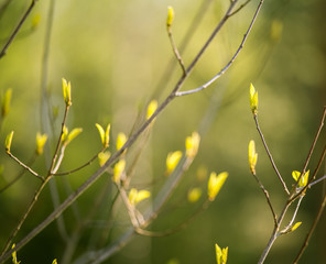 Beautiful tree buds in spring in natural habitat