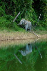 wild elephant at Kenyir lake,located at Hulu Terengganu, Malaysia.