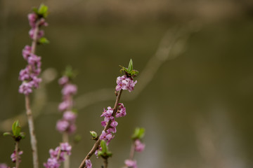 Beautiful mezereon blossoms in spring in natural habitat