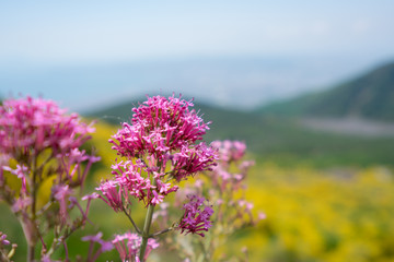 Fototapeta na wymiar flowers on th Mount Vesuvius