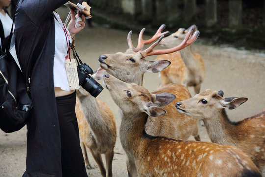 Fototapeta NARA, JAPAN - June 5 2016: Wild deer with people in nara city ,J