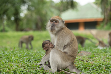 monkey in green field.