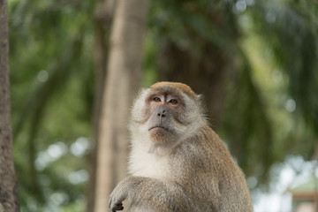 monkey in green field.