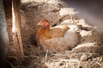 Brütendes Huhn
