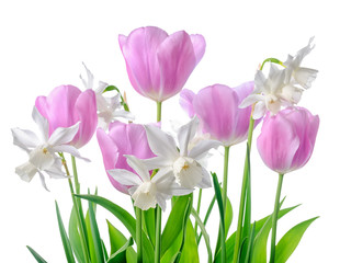 beautiful spring white, pink daffodil and tulip flowers isolated