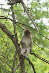 monkey in green field.