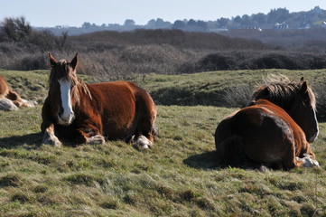 horses seating in the grass
