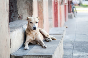 Stra&szlig;enhund in Cienfuegos, Cuba