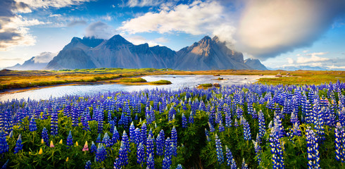Panorama of Blooming lupine flowers on the Stokksnes headland