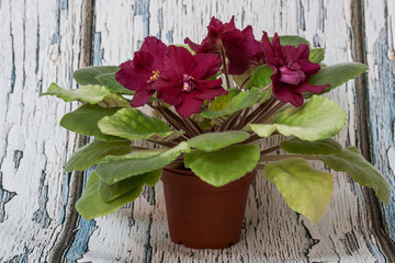 Saintpaulia varieties EC - Bullfight Gold E.Korshunova with beautiful dark maroon flowers.