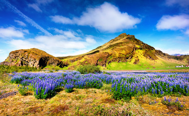 Fototapeta premium Typical Icelandic landscape with field jf blooming lupine flower