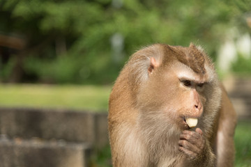 monkey in green field.