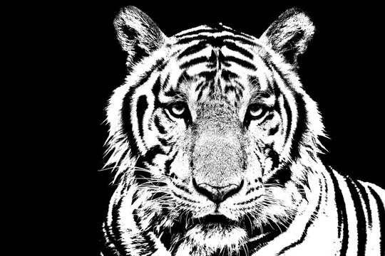 Tiger stencil art