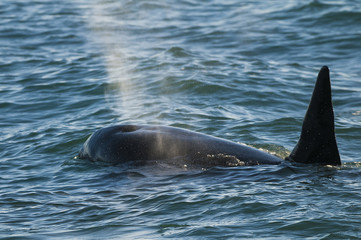 Fototapeta premium Killer Whale, Orca, hunting a sea lion pup, Peninsula Valdez, Patagonia Argentina
