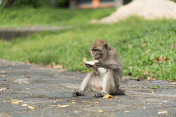 monkey in green field.