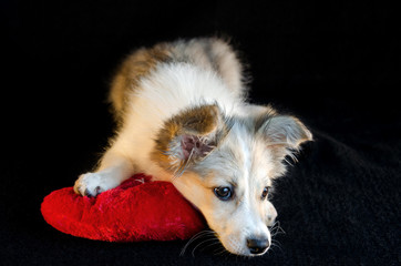 Cute sad puppy is lying on a red pillow in shape of heart on black background. Selective focus.