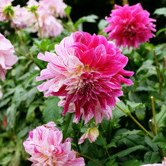 Blooming pink, magenta and white colored dahlia (dalia) flower in the garden. The colors of the petals are mixed and split into two kinds.